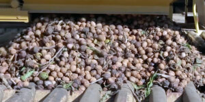 California Walnut harvest from tree to table